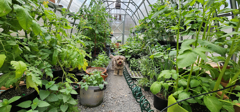Greenhouse