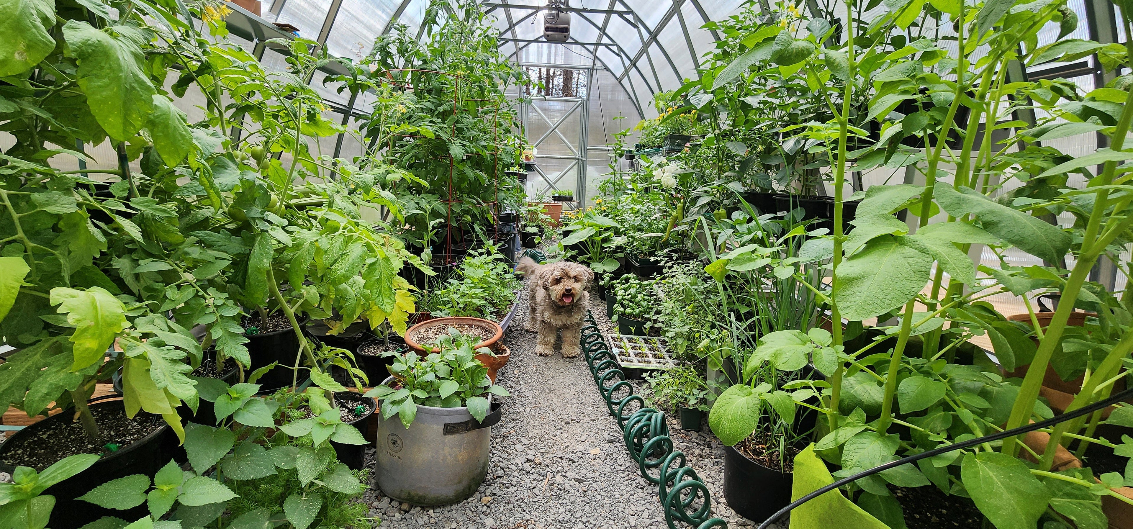 Greenhouse